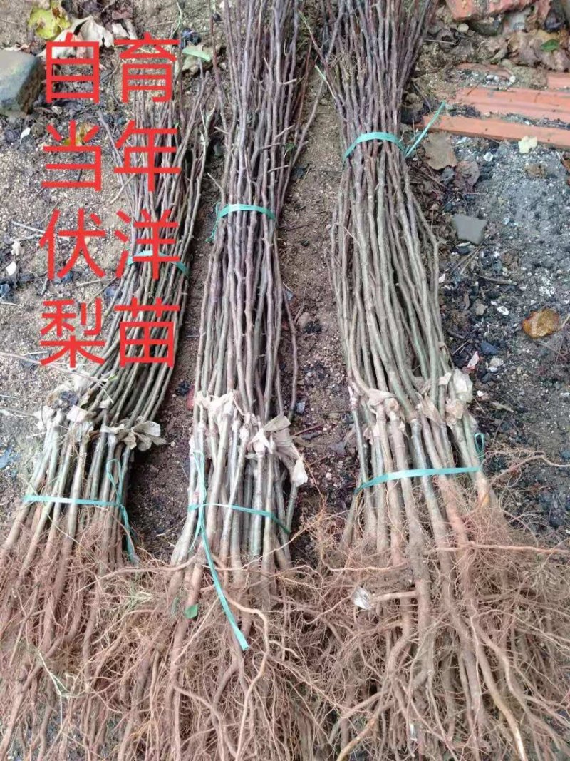 车轴梨保证品种质量，假一赔十现挖现卖自己苗圃实地看苗
