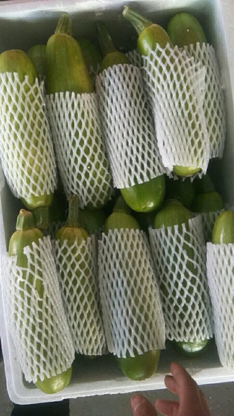 【荐】河北永年本地西葫芦绿皮西葫芦颜色绿质量好产地直发
