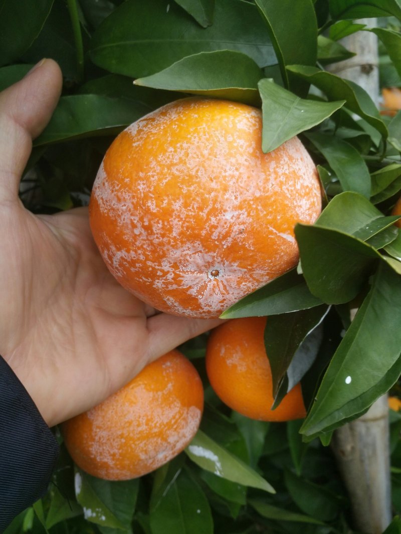 大量沃柑出售