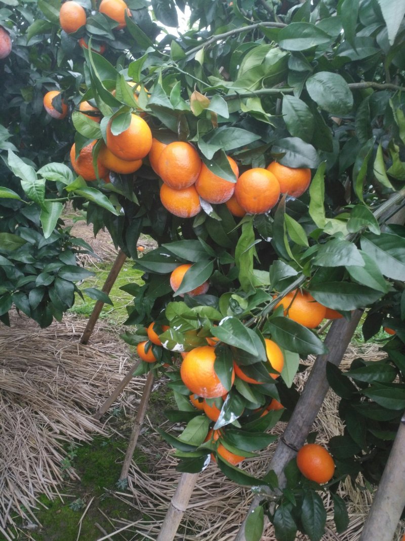 大量沃柑出售