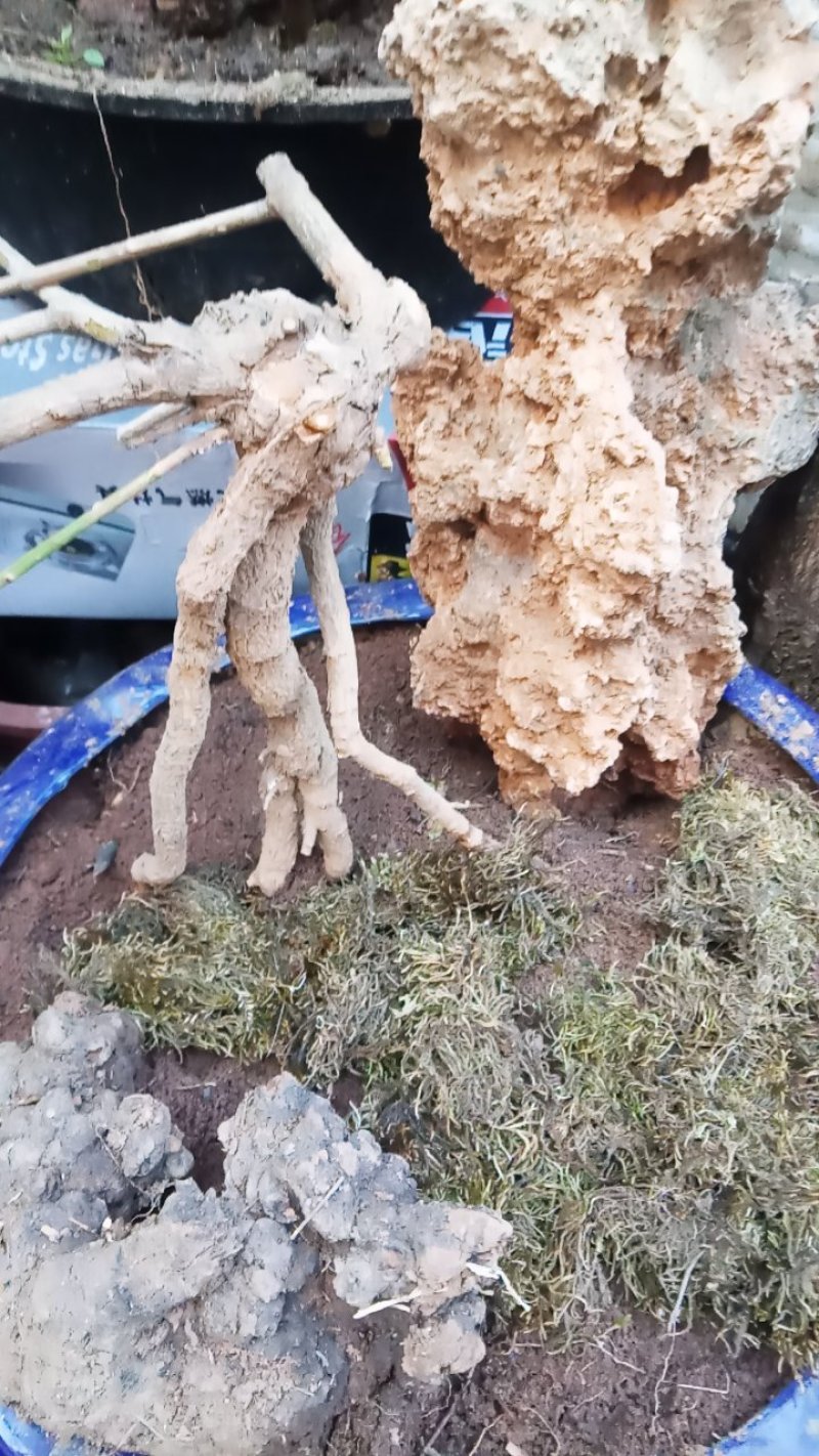 迎春花1~1.5米