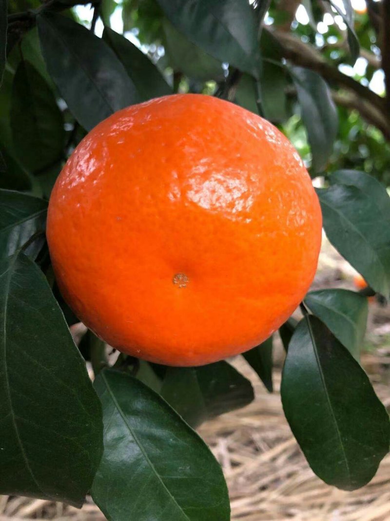大量沃柑出售