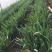 蔬菜韭菜韭菜韭菜韭菜韭菜