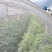 防虫网大棚蔬菜果树果园尼龙防虫纱网青蛙养殖围网40目60