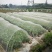 防虫网大棚蔬菜果树果园尼龙防虫纱网青蛙养殖围网40目60