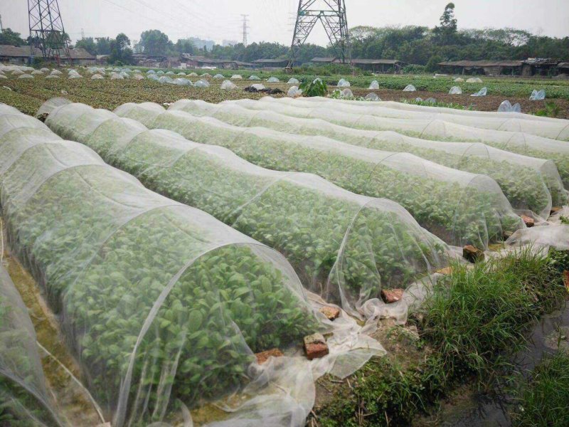 防虫网大棚蔬菜果树果园尼龙防虫纱网青蛙养殖围网40目60