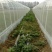 防虫网大棚蔬菜果树果园尼龙防虫纱网青蛙养殖围网40目60