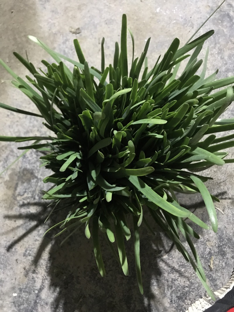 蔬菜