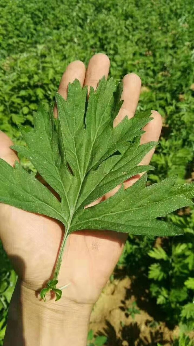 端午艾草苗，艾根，艾苗，纯度高，管技术，产地直发，管回收