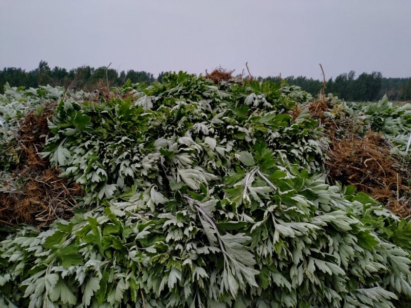 端午艾草苗，艾根，艾苗，纯度高，管技术，产地直发，管回收