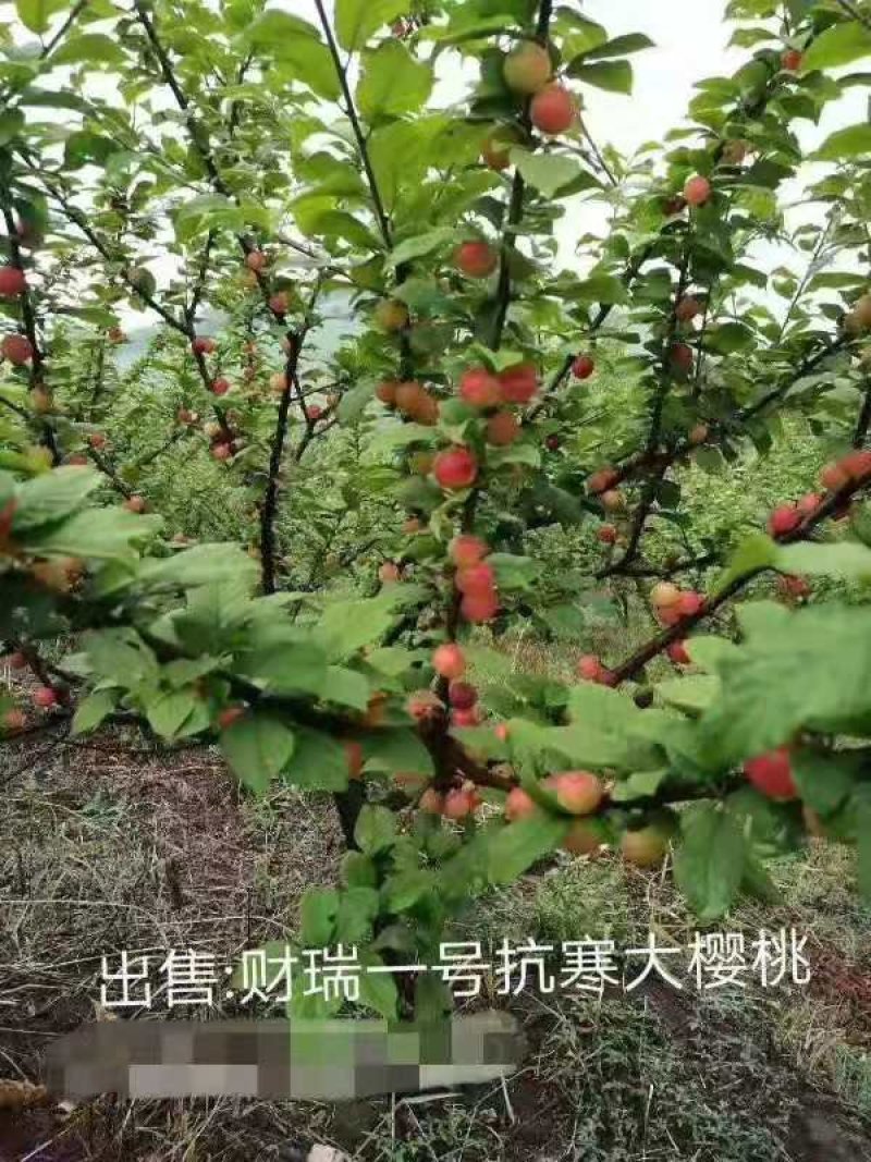 抗寒大樱桃树苗，财瑞一号