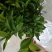 春见枝条，耙耙柑枝条选用老熟秋稍，芽条饱满，出芽快