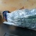 春见枝条，耙耙柑枝条选用老熟秋稍，芽条饱满，出芽快