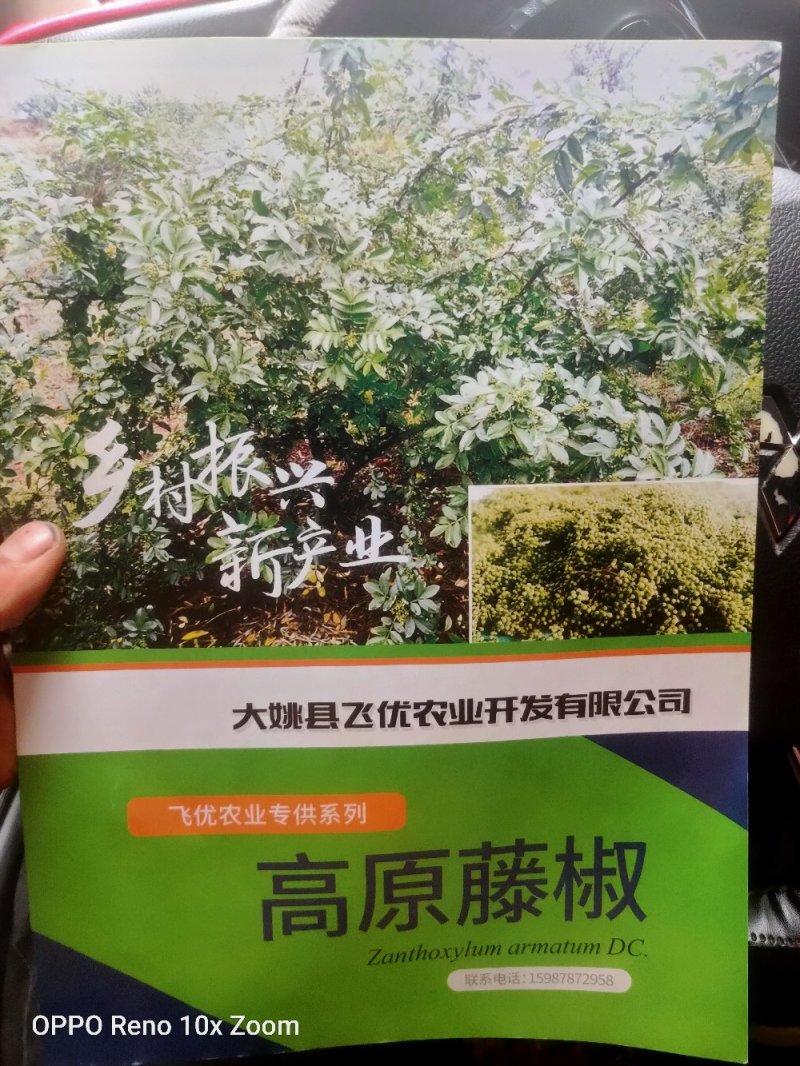 九叶青花椒苗