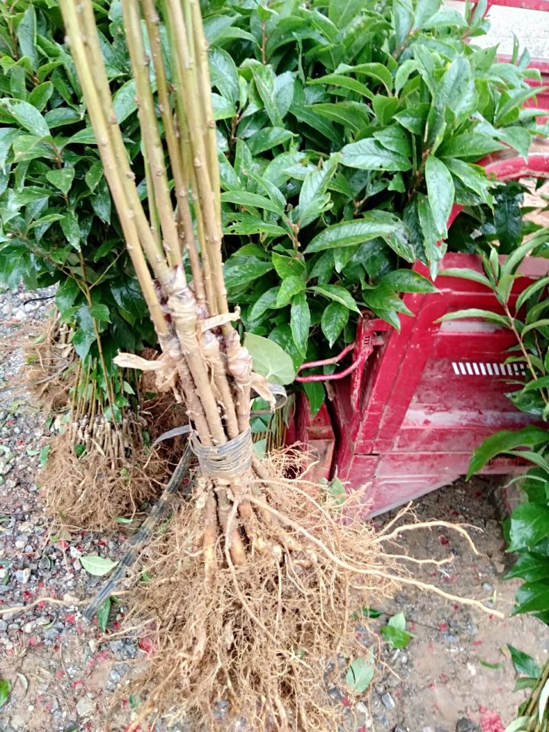 【热销】黄金奈李树苗奈李苗，广西黄金奈李苗包邮