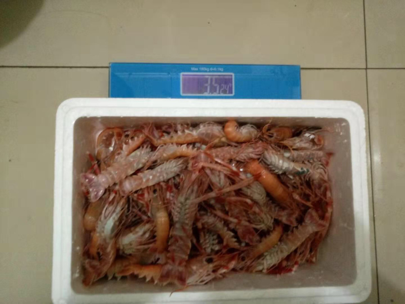海龙虾也称之为鳌虾