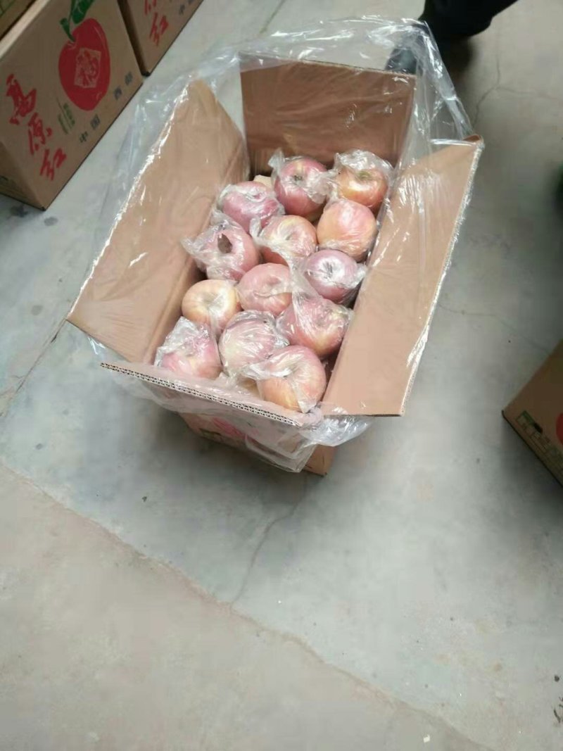 冷库苹果
