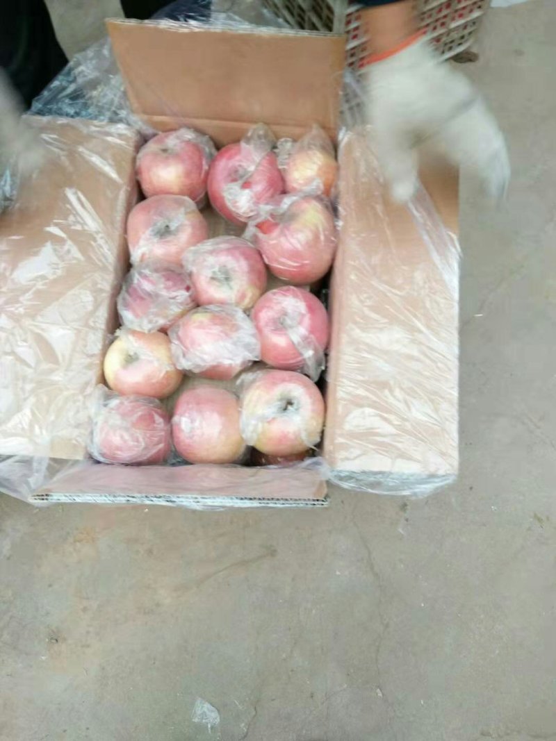 冷库苹果