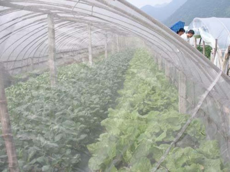 防虫网大棚专用加厚蔬菜40目60目80目农用果树尼龙网罩
