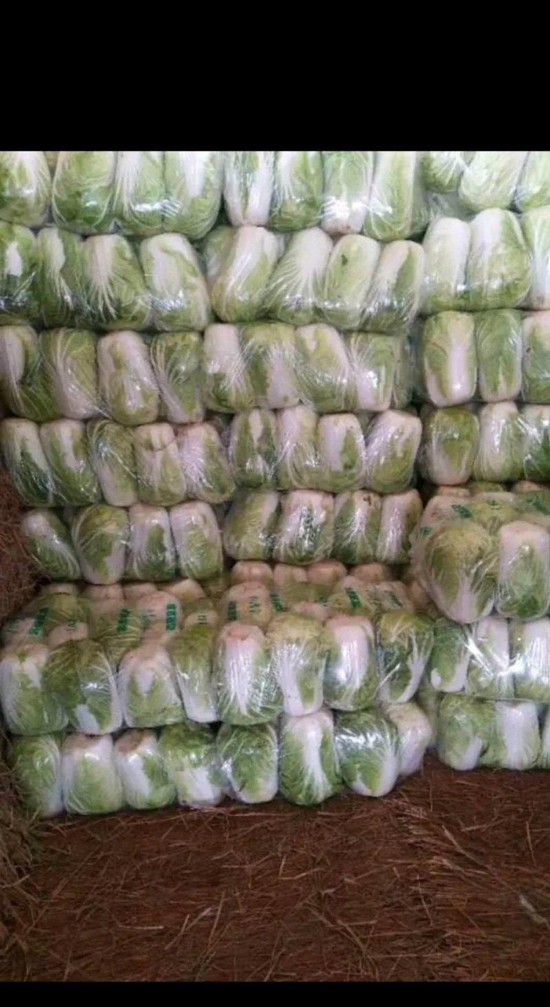 陕西优质大白菜，个头适中，颜色鲜艳。可打各种包装