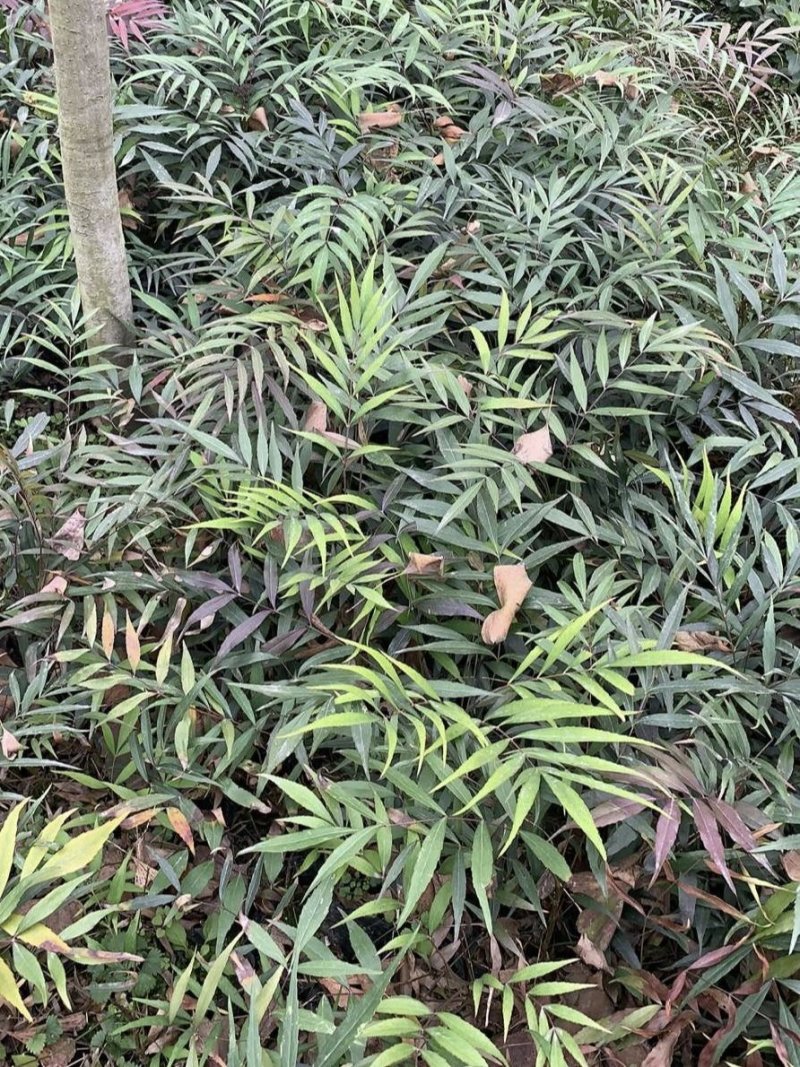 细叶十大功劳，木黄连，四川成都十大功劳基地出售批发价格
