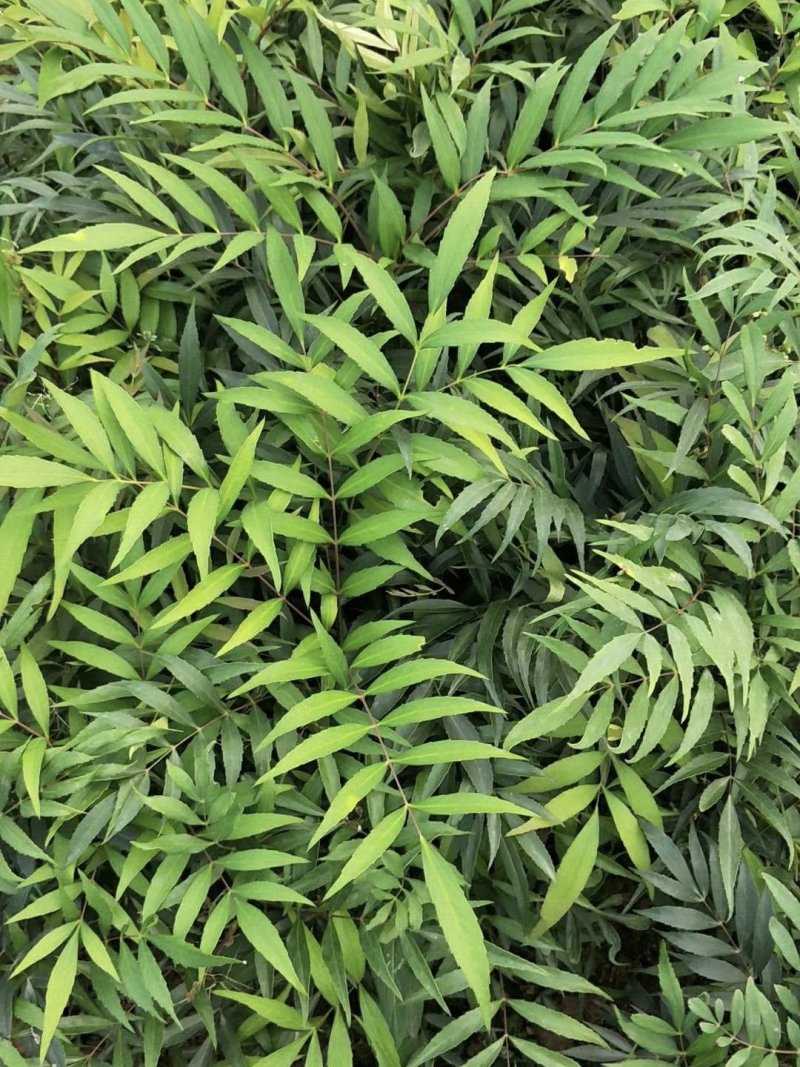 细叶十大功劳，木黄连，四川成都十大功劳基地出售批发价格
