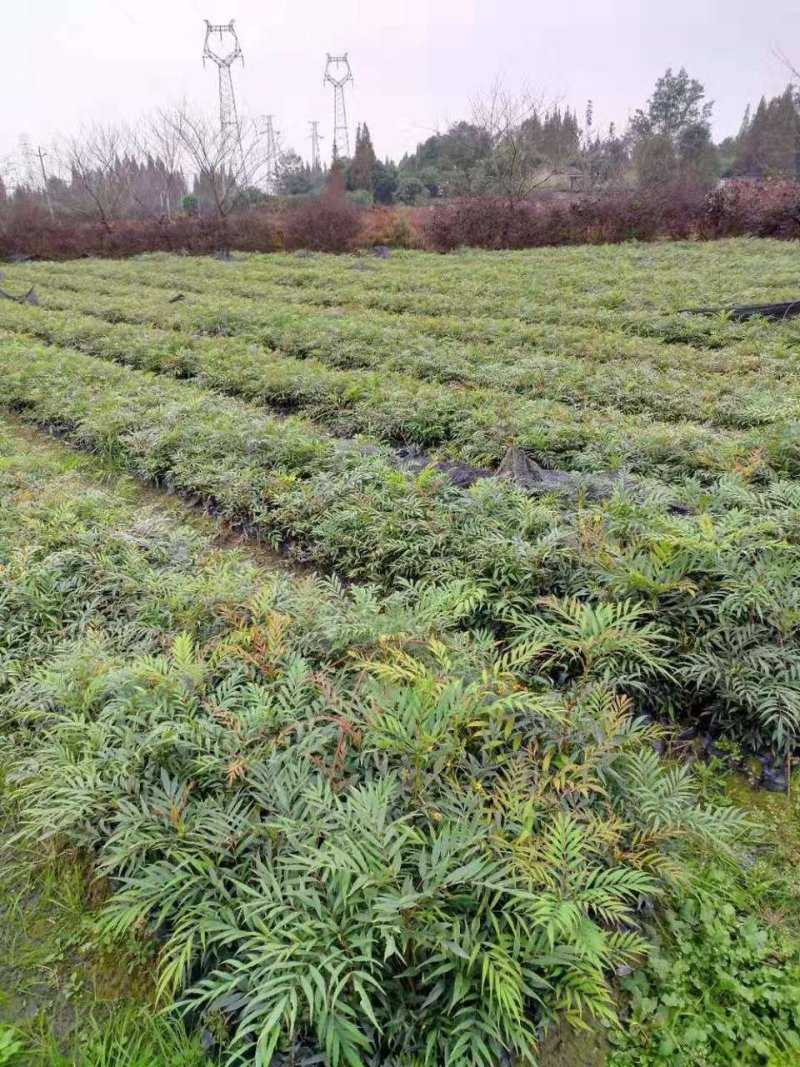 细叶十大功劳，木黄连，四川成都十大功劳基地出售批发价格