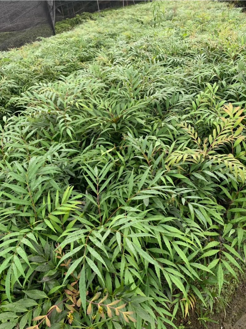 细叶十大功劳，木黄连，四川成都十大功劳基地出售批发价格