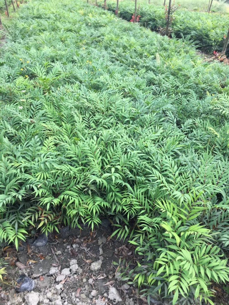 细叶十大功劳，木黄连，四川成都十大功劳基地出售批发价格