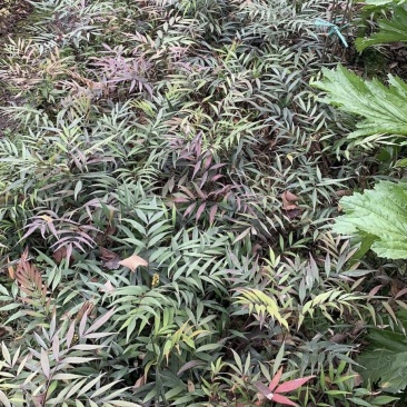 细叶十大功劳，木黄连，四川成都十大功劳基地出售批发价格