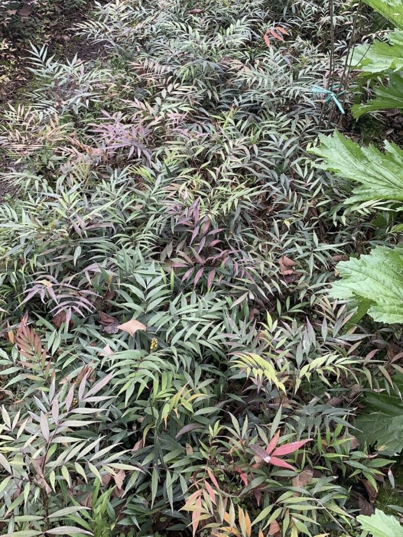 细叶十大功劳，木黄连，四川成都十大功劳基地出售批发价格