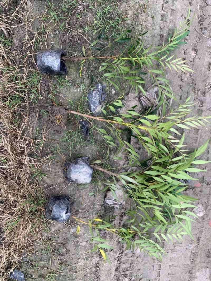 细叶十大功劳，木黄连，四川成都十大功劳基地出售批发价格