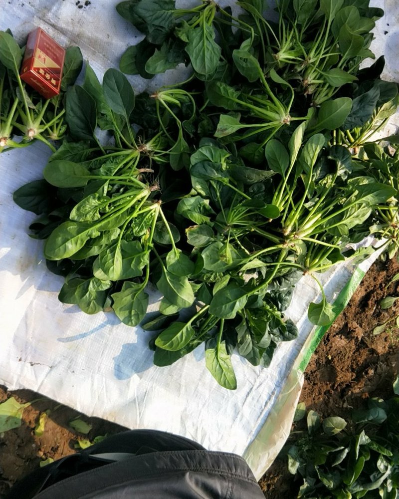 菠菜热卖中有需要速度联系