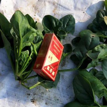 菠菜菠菜菠菜河南菠菜