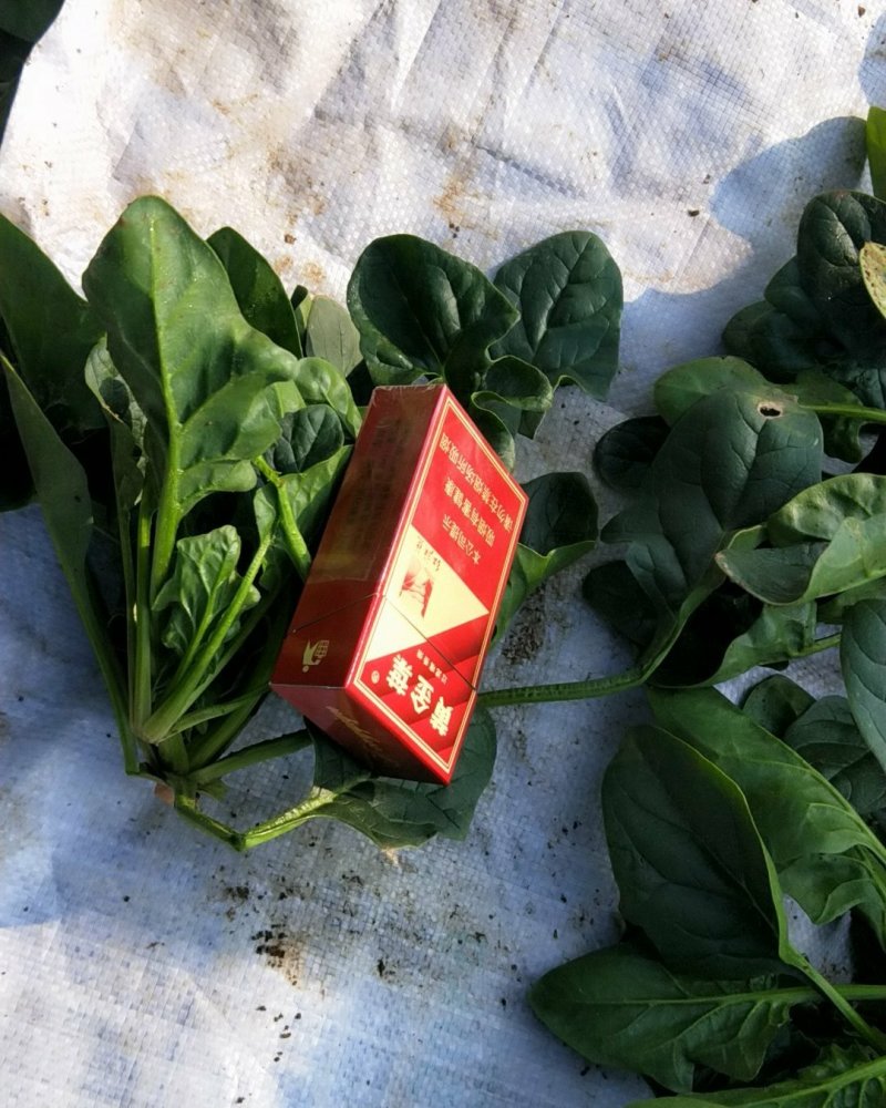 菠菜菠菜菠菜河南菠菜