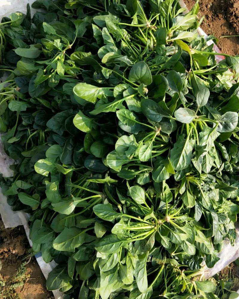 菠菜菠菜菠菜河南菠菜