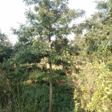 银桦,银桦树,四川银桦树基地出售,成都银桦树批发价格