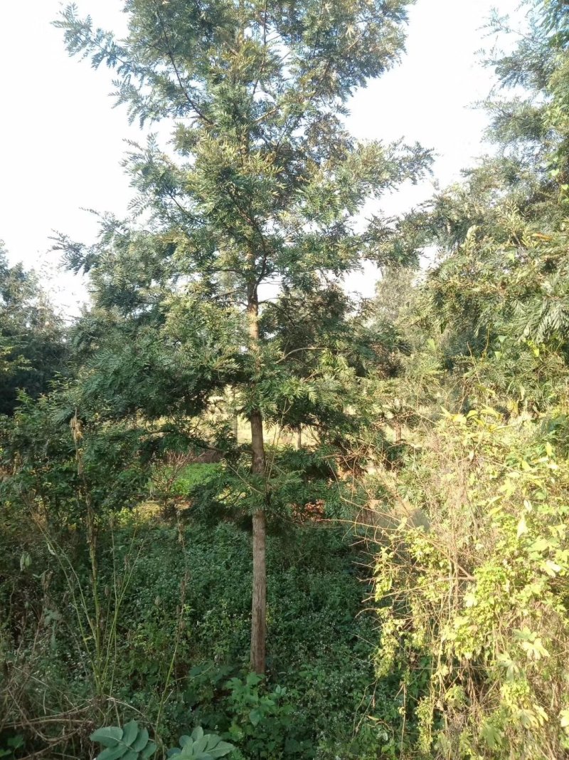 银桦，银桦树，四川银桦树基地出售，成都银桦树批发价格