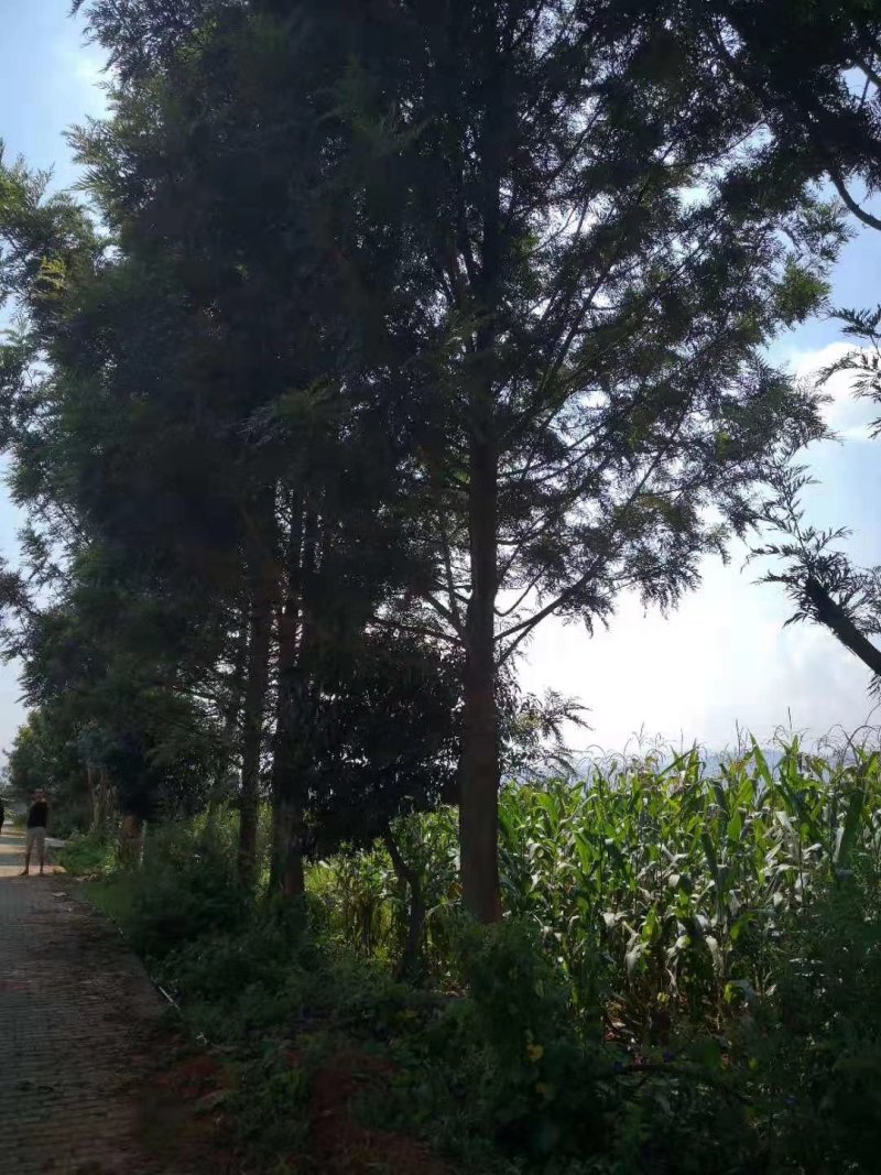 银桦，银桦树，四川银桦树基地出售，成都银桦树批发价格