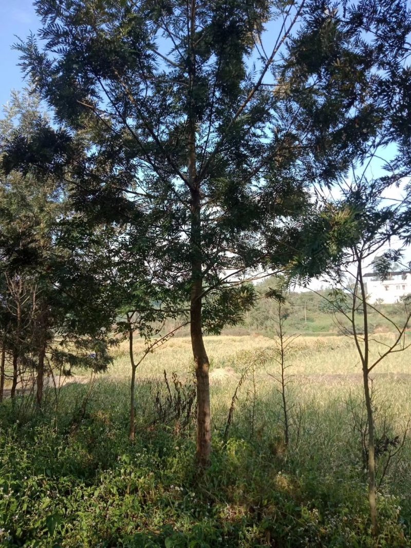 银桦，银桦树，四川银桦树基地出售，成都银桦树批发价格