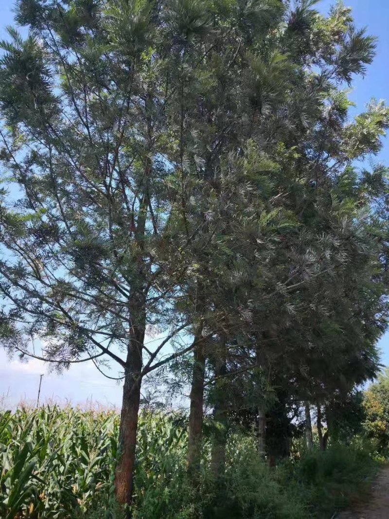 银桦，银桦树，四川银桦树基地出售，成都银桦树批发价格
