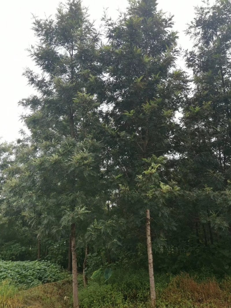 银桦，银桦树，四川银桦树基地出售，成都银桦树批发价格