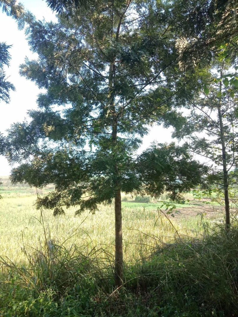 银桦，银桦树，四川银桦树基地出售，成都银桦树批发价格