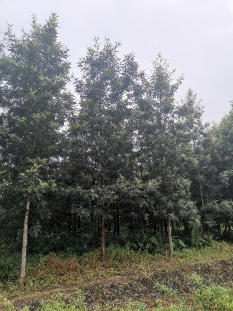 银桦，银桦树，四川银桦树基地出售，成都银桦树批发价格