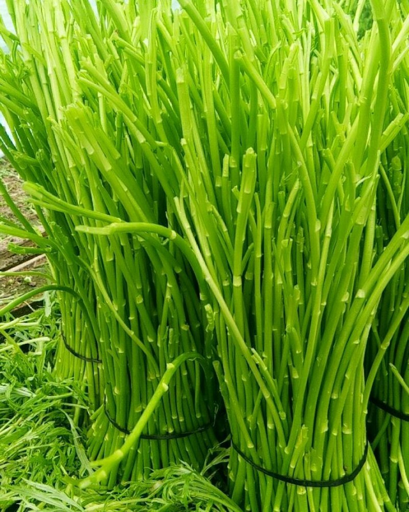 芦蒿（青蒿嫩蒿每斤都是新鲜）