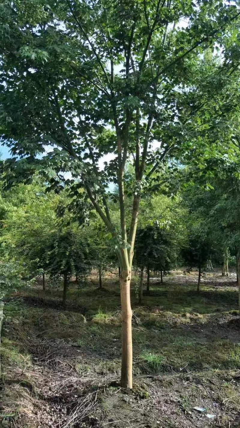青枫，青枫树，四川青枫基地出售，成都青枫批发价格