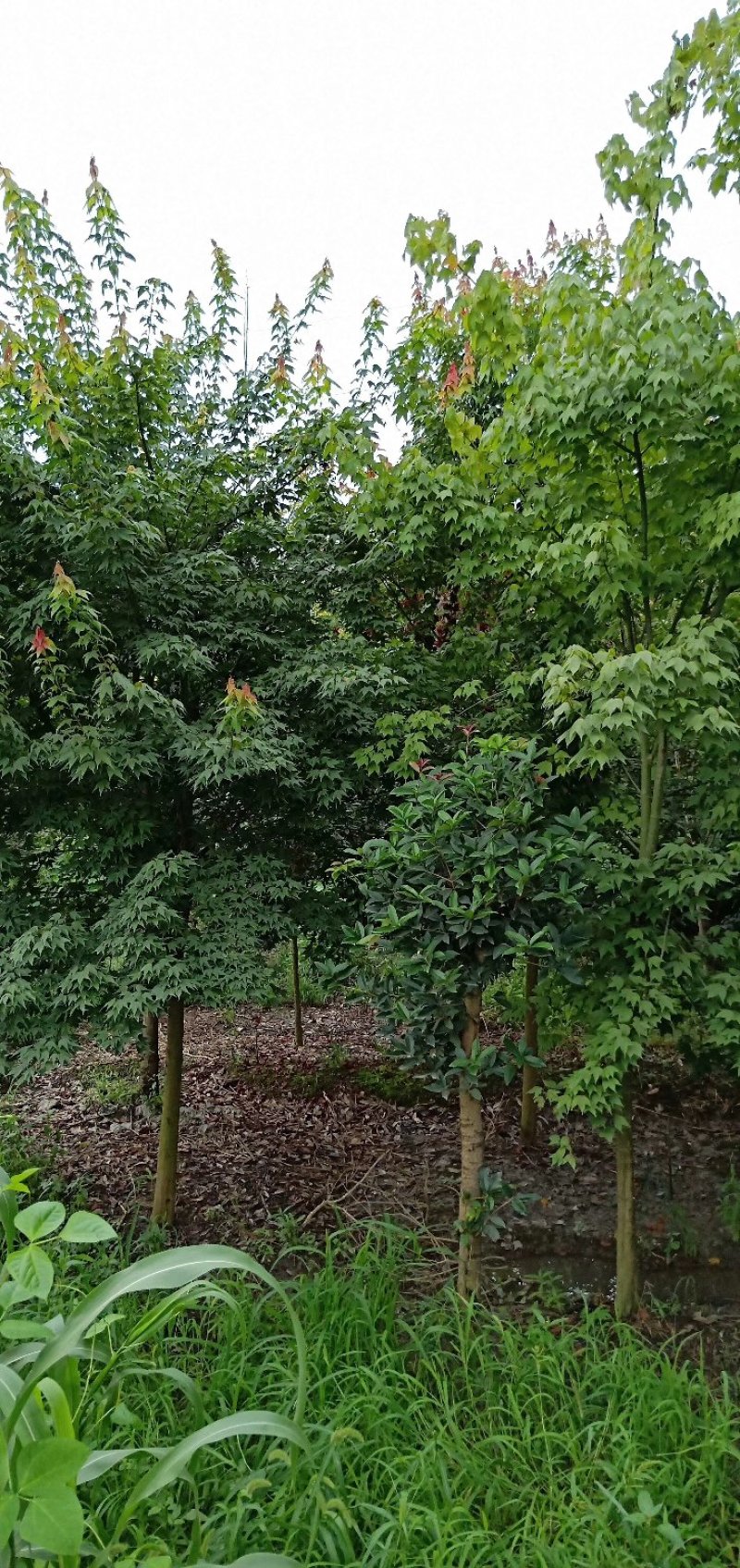 青枫，青枫树，四川青枫基地出售，成都青枫批发价格