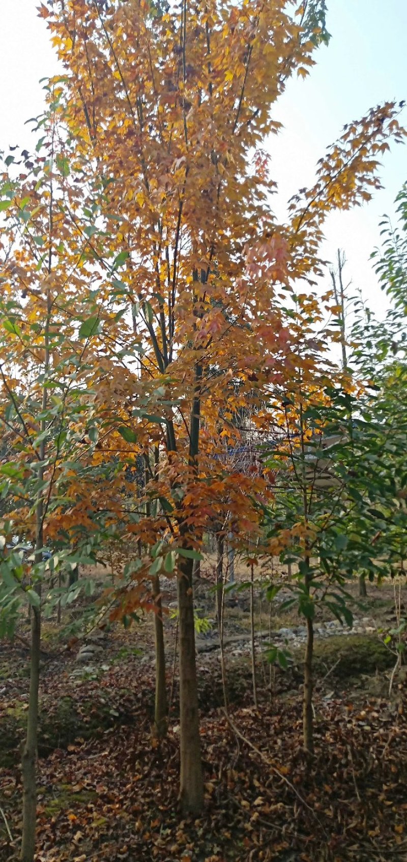 青枫，青枫树，四川青枫基地出售，成都青枫批发价格