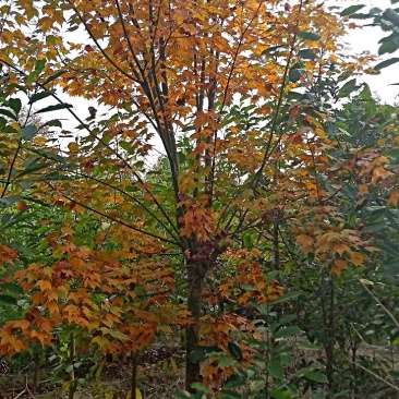 青枫，青枫树，四川青枫基地出售，成都青枫批发价格