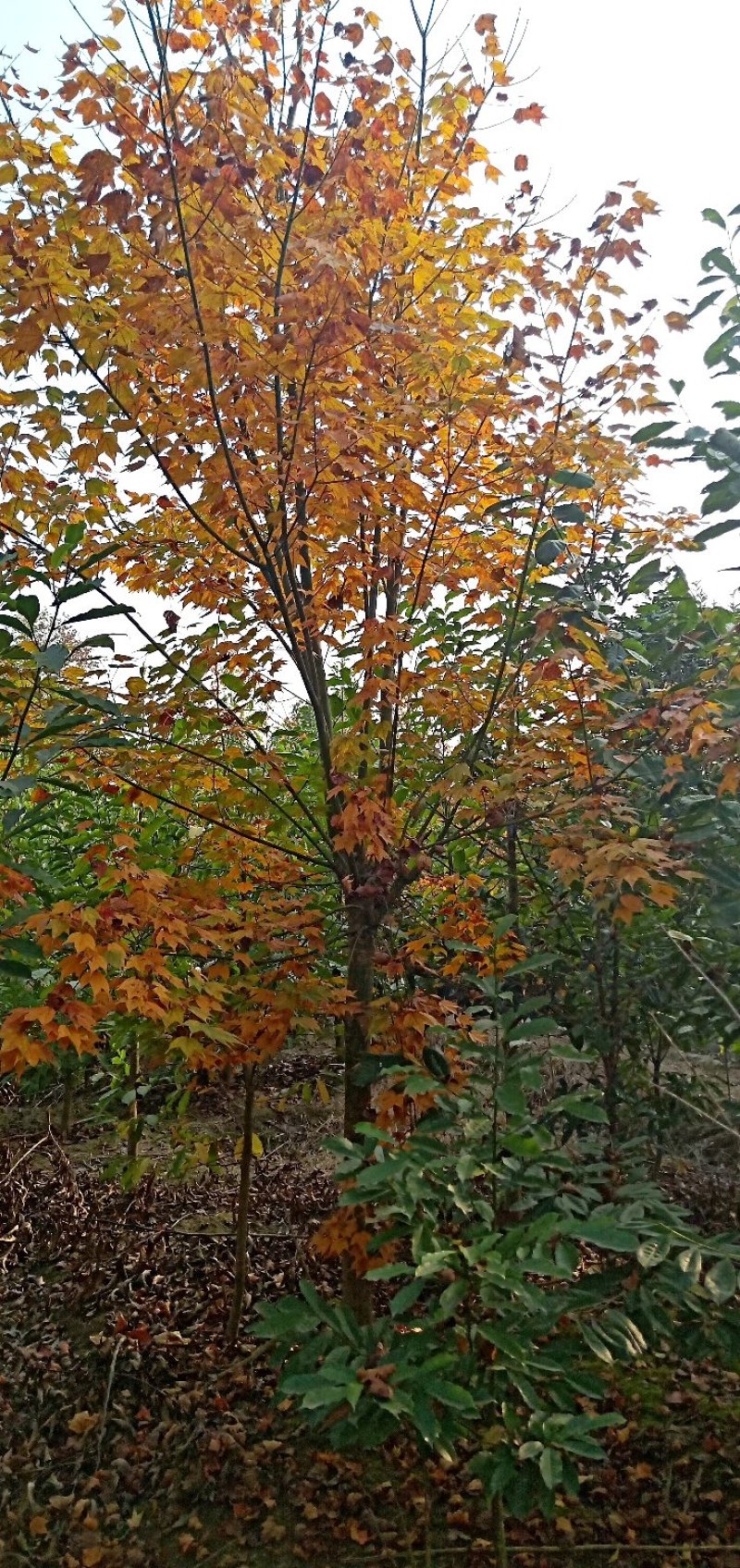 青枫，青枫树，四川青枫基地出售，成都青枫批发价格